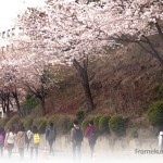yonsei-spring