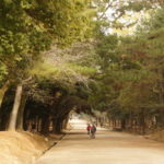 Nara_park